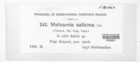 Rhytisma salicinum image